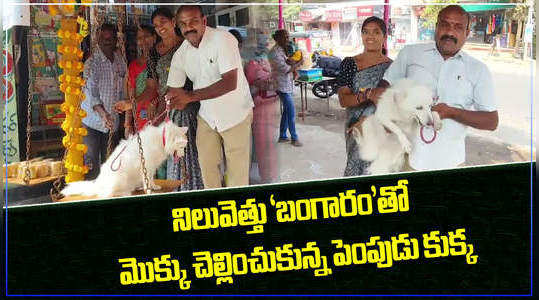 hanamkonda couple offers jaggery equal to pet dog weight to medaram sammakka saralamma