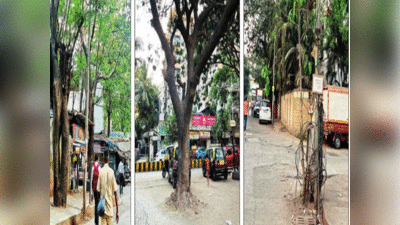 मुंबई में विकास के नाम पर किया जा रहा हरियाली का सत्यानाश, पेड़ों की जड़ों में भरा जा रहा सीमेंट