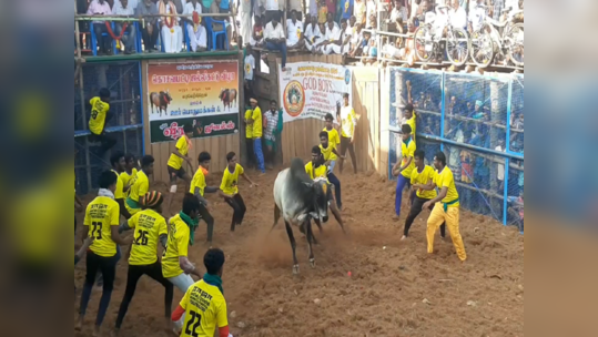 திண்டுக்கல்லில் புனித அந்தோணியார் திருவிழா...ஜல்லிக்கட்டு போட்டி; சீறிப்பாய்ந்த காளைகளுக்கு பரிசு!