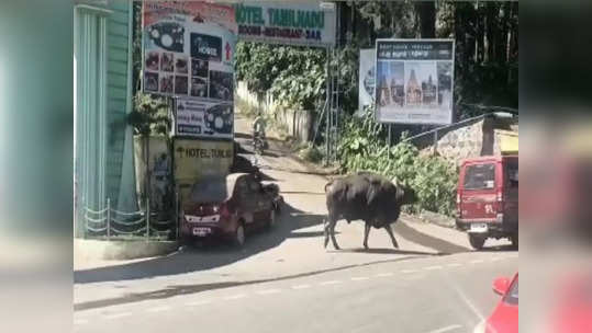 ஏற்காட்டில்  காட்டெருமை தாக்கி இருவர் படுகாயம்