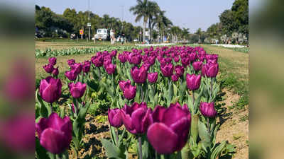 दिल्ली में बिक रहा चोरी के फूलों का गुलदस्ता! खिलते ही लोग गायब करने लगे ट्यूलिप