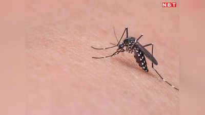 इंदौर: मच्छर ने टिकट के लिए कितने पैसे दिए?, इंडिगो फ्लाइट में मच्छरों के तांडव पर पैसेंजर ने पूछा सवाल तो मिला मजेदार जवाब