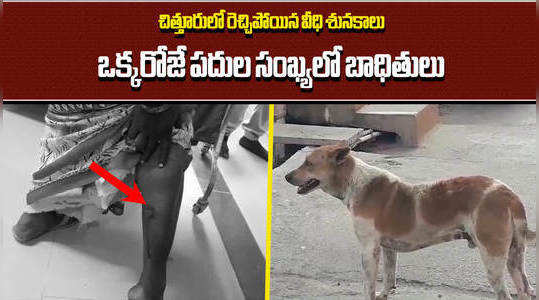 stray dog attack in chittoor fifty persons injured
