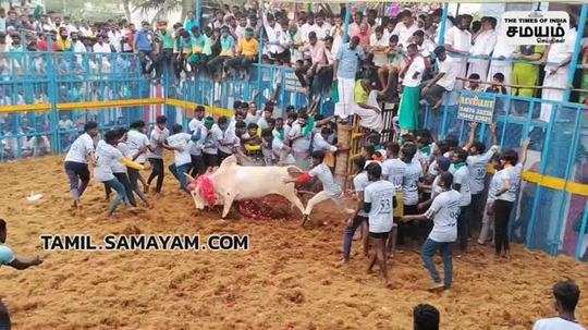 jallikattu competition in pudukottai