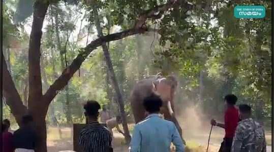 elephant attack in thrissur kunnamkulam