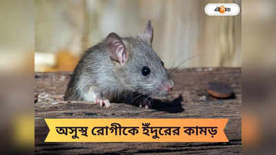 Rat Bite: সুস্থ নয়, উল্টে অসুস্থ! সরকারি হাসপাতালের ICU-তে রোগীর হাত-পা খোবলালো ইঁদুর