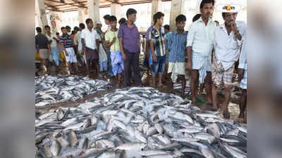 Fisherman : মৎস্যজীবীর জালে ২৫ কেজি ওজনের মাছ, দাম উঠল ৪ লাখ টাকা