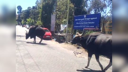 கூட்டமாக சாலைகளில் வாக்கிங் போகும் காட்டு மாடுகள்.... திண்டுக்கல் கொடைக்கானலில் சுற்றுலா பயணிகள் அதிருப்தி!