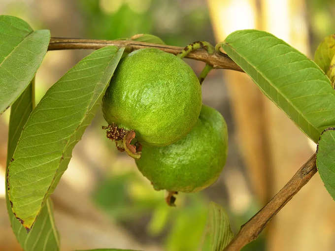 ​পাকা পেয়ারা খেলেই চিত্তির!​