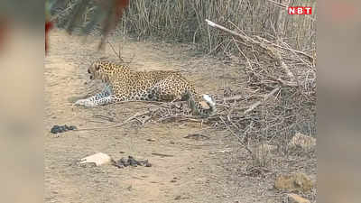 Panna Tiger Reserve: दहाड़ सुनकर पहुंचे लोग, फंदे में छटपटा रहा था तेंदुआ, रेस्क्यू के बाद जंगल में छोड़ा