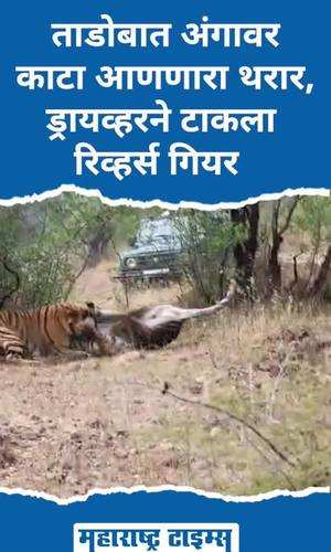 tadoba chandrapur tiger fight