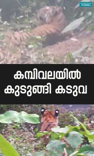 tiger caught in wire net in kannur kottiyoor