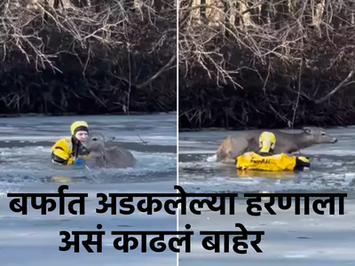 बर्फात गोठला होता हरणाचा पाय, तरुणानं पाण्यात उडी मारून वाचवला जीव