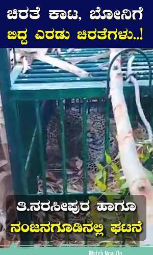 two leopards fell into the forest officials cage in mysore