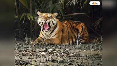 Tiger Attack: বাঘের হামলায় মৃত মৎস্যজীবী, জখম ১