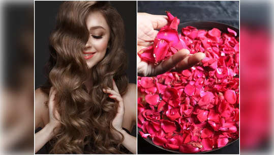 DIY Rose Hair Mask: গোলাপের পাপড়ির গুণে চুলের শাইন ঝরে পড়বে! জেনে নিন বাড়িতেই কী ভাবে বানাবেন রোজ হেয়ার প্যাক