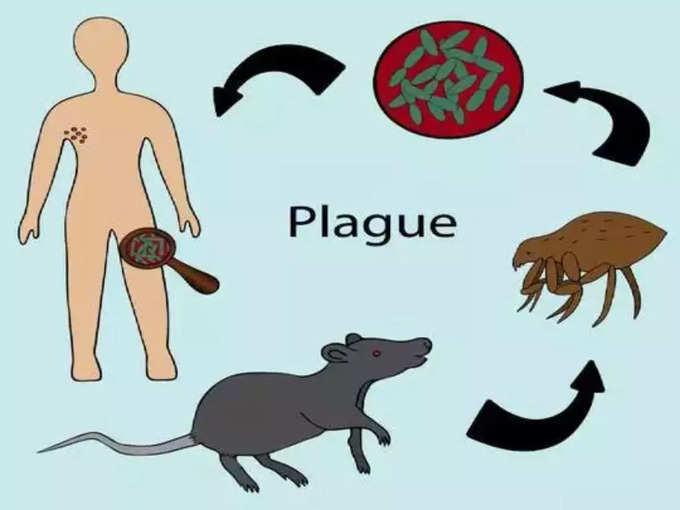 क्या होता है ब्यूबोनिक प्लेग?