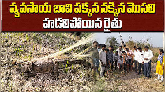 crocodile found at farm in rayakal of jagtial district