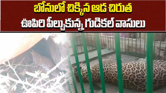 forest officials trapped leopard in gudikal of mahbubnagar