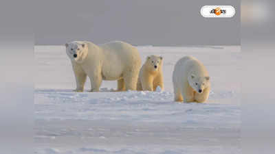 Polar Bears : খাদ্য সংকটের মুখে মেরু ভালুক! বিলুপ্তির আশঙ্কা বিজ্ঞানীদের