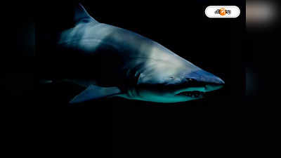Shark Attack : নদীতে মাছ ধরতে গিয়ে হাঙড়ের হালুম, অল্পের জন্য প্রাণরক্ষা যুবকের