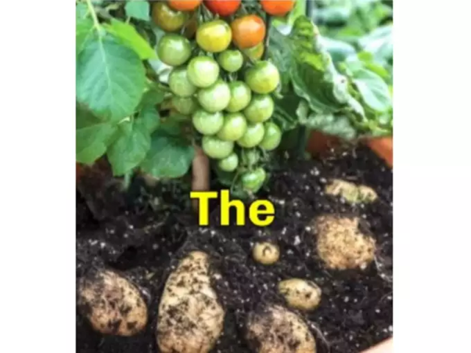 बटाटा आणि टोमॅटो एकाच झाडाला कसे आले?