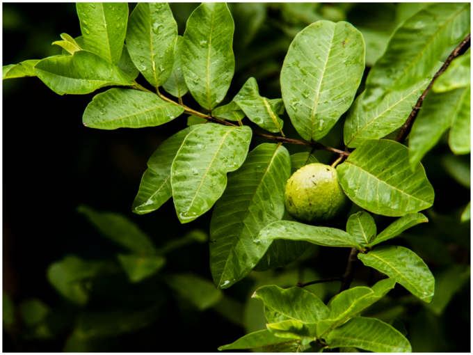 ಸೀಬೆ ಎಲೆಗಳು