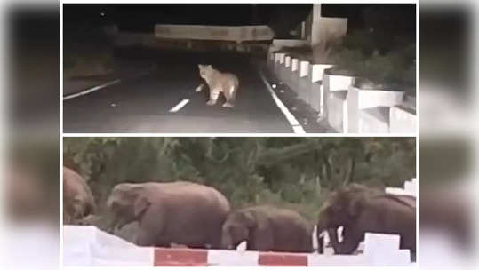 கோவை மருதமலை கோவில் மலைப்பாதையில் தென்பட்ட சிறுத்தை-நேர கட்டுப்பாடு விதித்த வனத்துறை!