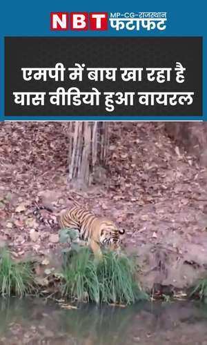 tiger is eating grass in the forest people are surprised to see the video