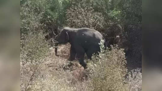 Jharkhand News : झारखंड में जंगली हाथियों ने किया क्विक रिस्पॉन्स टीम पर हमला, कुचलकर ले ली एक जवान की जान