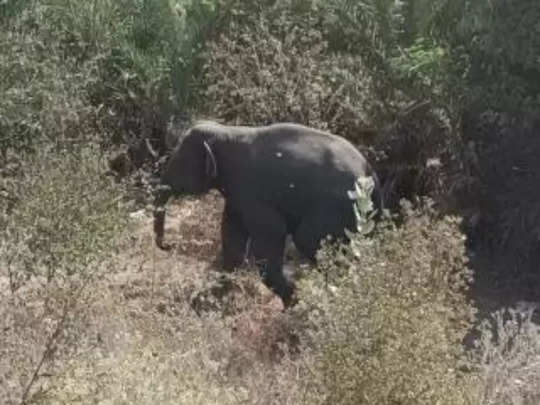 Jharkhand News : झारखंड में जंगली हाथियों ने किया क्विक रिस्पॉन्स टीम पर हमला, कुचलकर ले ली एक जवान की जान