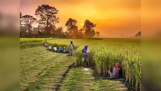 விவசாயிகளுக்கு உதவும் குறைந்தபட்ச ஆதரவு விலை.. நாட்டின் வளர்ச்சியில் பங்களிப்பு!