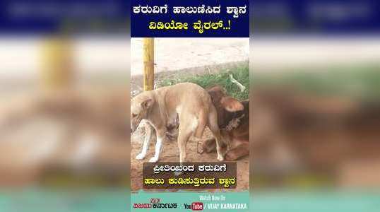 a dog milked a cow in ramanagara