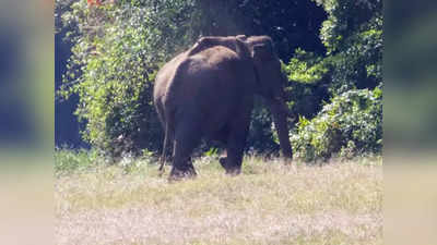 1.57 മണിക്കൂര്‍ ഉദ്യമം വിഫലം; കാട്ടാന ആക്രമണത്തില്‍ പരിക്കേറ്റയാള്‍ മരിച്ചു