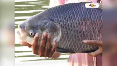Catla Fish : পদ্মা নদীতে পাকড়াও ২৭ কেজির কাতলা, দাম জানলে চমকে উঠবেন