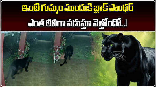watch black panther caught on cctv camera coonoor in tamil nadu nilgiris