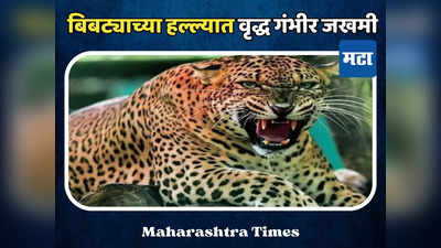 Leopard Attack: बिबट्याच्या हल्ल्यात ८० वर्षीय वृद्ध जखमी; तोंडच ओरबडले, ओठ अन् कपाळावर गंभीर जखमा