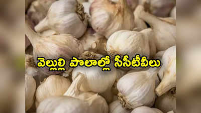 Garlic Price: వెల్లుల్లి పంటకు దొంగల భయం.. సీసీటీవీలు పెట్టుకున్న రైతులు.. ఇదేం విచిత్రం 