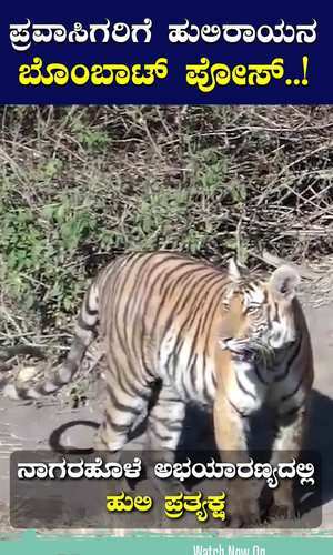 tourists are happy to see a tiger in nagarhole forest