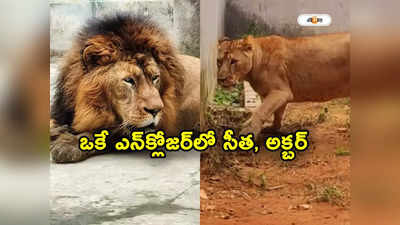 Bengal Safari Park: సింహాలకు పేర్లు పెట్టడంపై వివాదం.. ఒకే ఎన్‌క్లోజర్‌లో అక్బర్, సీతా.. కోర్టుకెక్కిన వీహెచ్‌పీ 