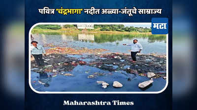 प्रदूषित झाली चंद्रभागा; नदीच्या पाण्यात मोठ्या प्रमाणात अळ्या, कीटक, जंतूचे साम्राज्य