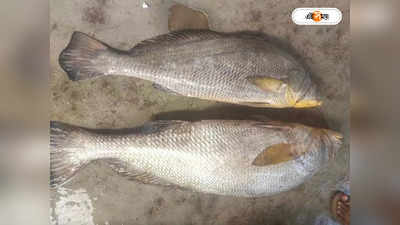 জাল ফেলতেই ২৪ কেজির ২ মাছ, রাতারাতি লাখপতি মৎস্যজীবী