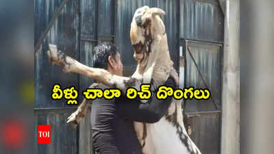 Goat Stolen: 120 కిలోల మేక చోరీ.. రూ.18 లక్షల విలువైన కారులో వచ్చి దొంగతనం.. ఎంతకు అమ్మారంటే? 