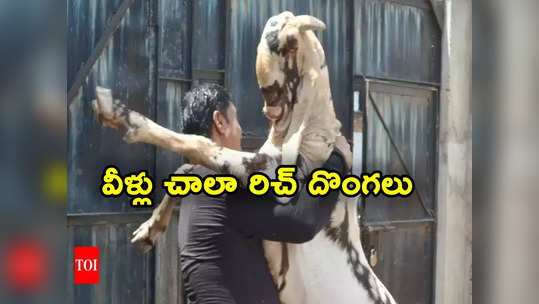 Goat Stolen: 120 కిలోల మేక చోరీ.. రూ.18 లక్షల విలువైన కారులో వచ్చి దొంగతనం.. ఎంతకు అమ్మారంటే? 