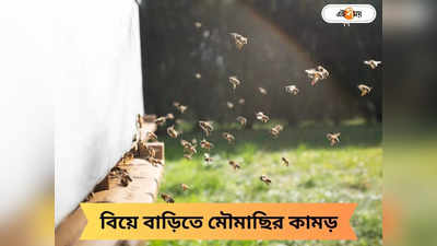 Bee Hive: বিয়ের আসরে ঝাঁকে ঝাঁকে মৌমাছি! কামড় খেয়ে হাসপাতালে বরযাত্রীরা