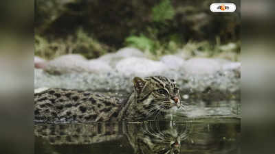Fishing Cat: রেড রাইসে বাঁচছে চিল্কার বাঘরোলও