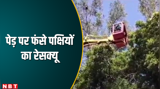 rescue of birds stuck on trees in dhanbad jharkhand