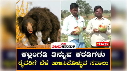 koppal gangavathi sloth bear sanctuary wild animals destroying watermelon corn crops hiresulikeri