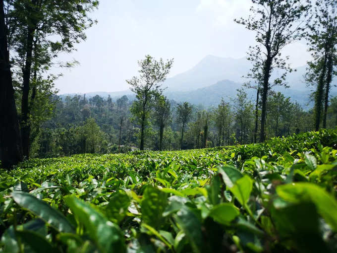 ತಡಿಯಂಡಮೋಲ್ ಪರ್ವತ