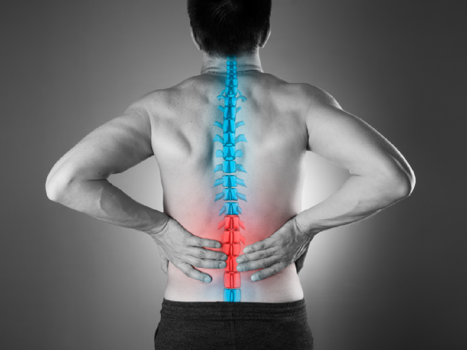 bone spine spinal cord